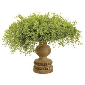 15.5" Baby's Tears on Footed Wood