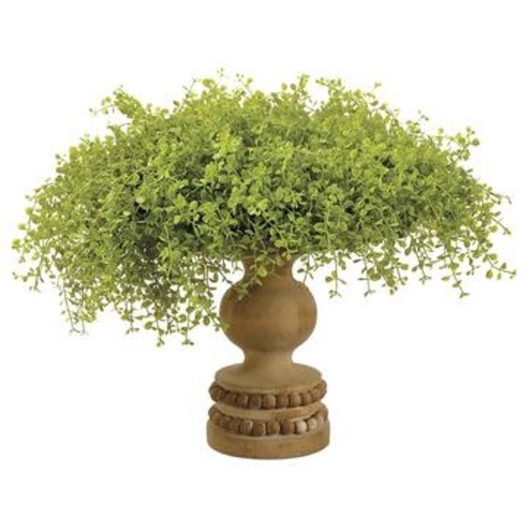 15.5" Baby's Tears on Footed Wood