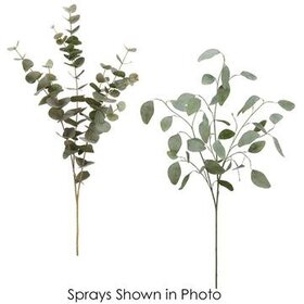 Eucalyptus Bundle x10