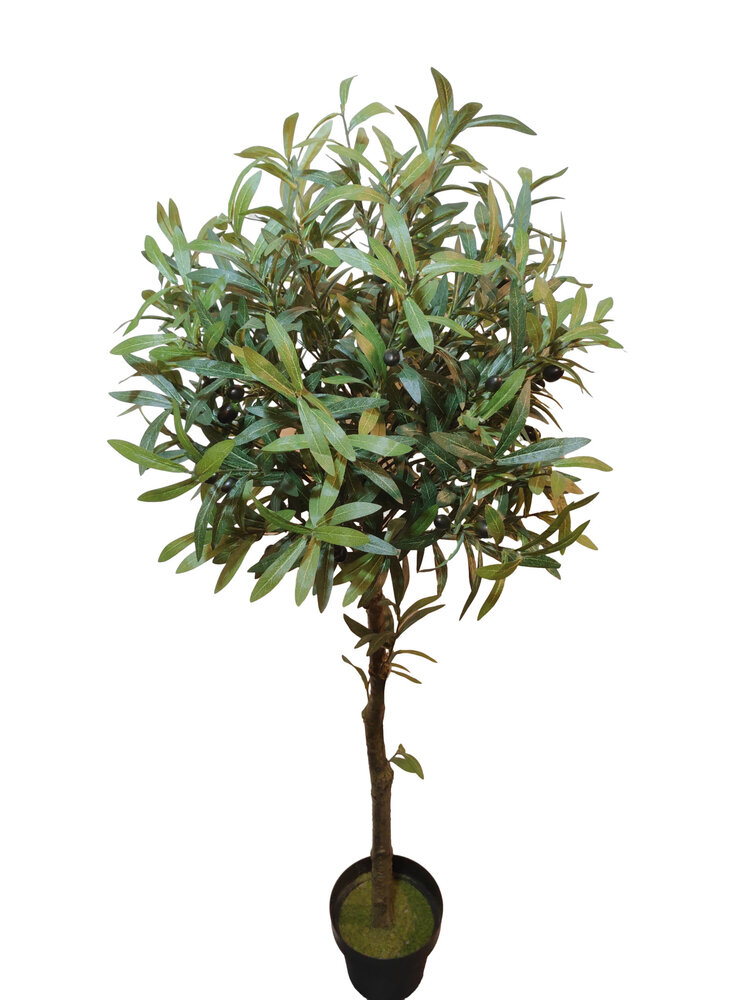 Jes & Gray Olive Tree, 55"
