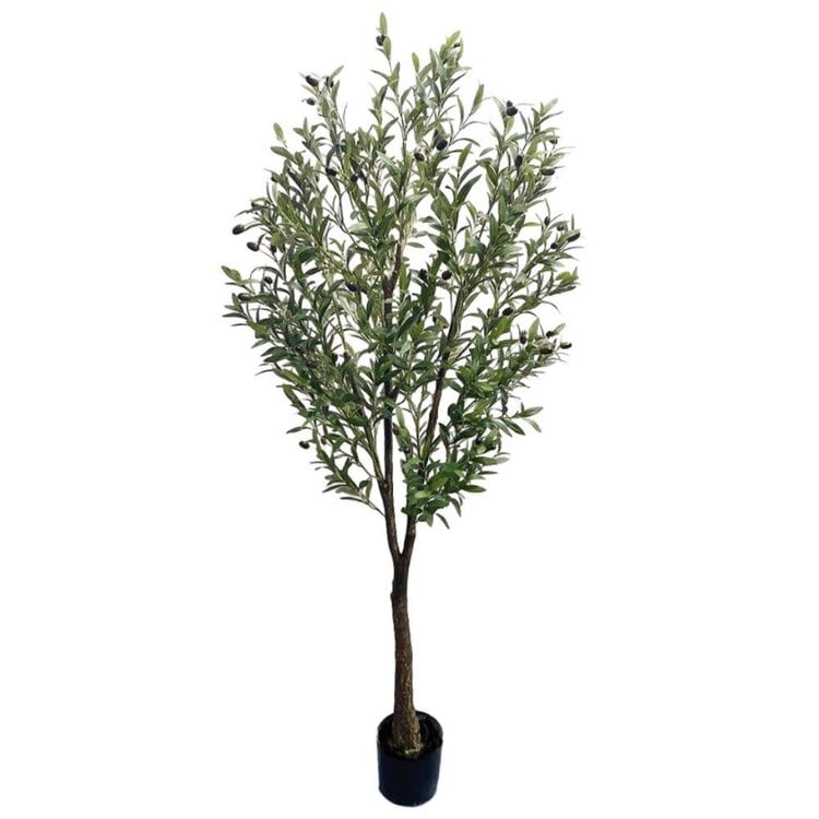 Jes & Gray Olive Tree, 71" H