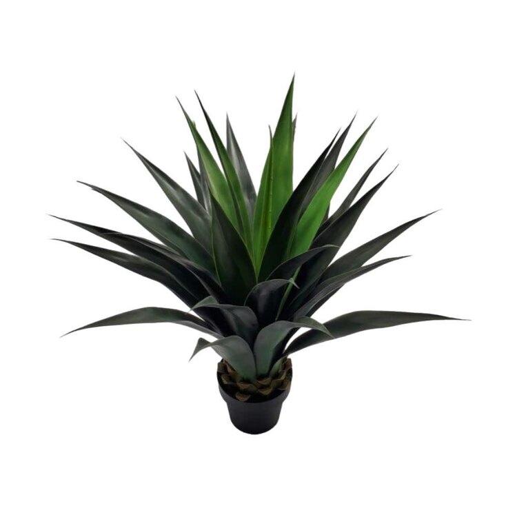 Jes & Gray Agave Sisalana