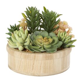 Jes & Gray Succulant Assortment in Wood Bowl