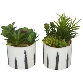 Jes & Gray Succulent with Ceramic Pot