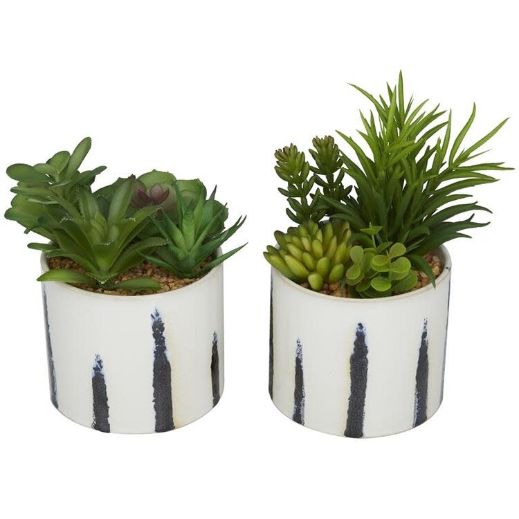 Jes & Gray Succulent with Ceramic Pot