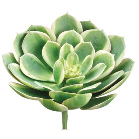 6" Real Touch Echeveria Pick