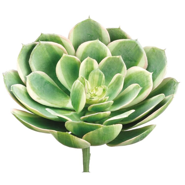 6" Real Touch Echeveria Pick