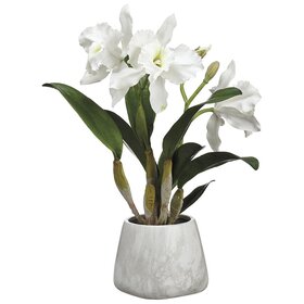 Cattleya Orchid Plant In Terra Cotta Pot