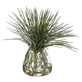 Whipple Yucca w/Roots in Glass Vase