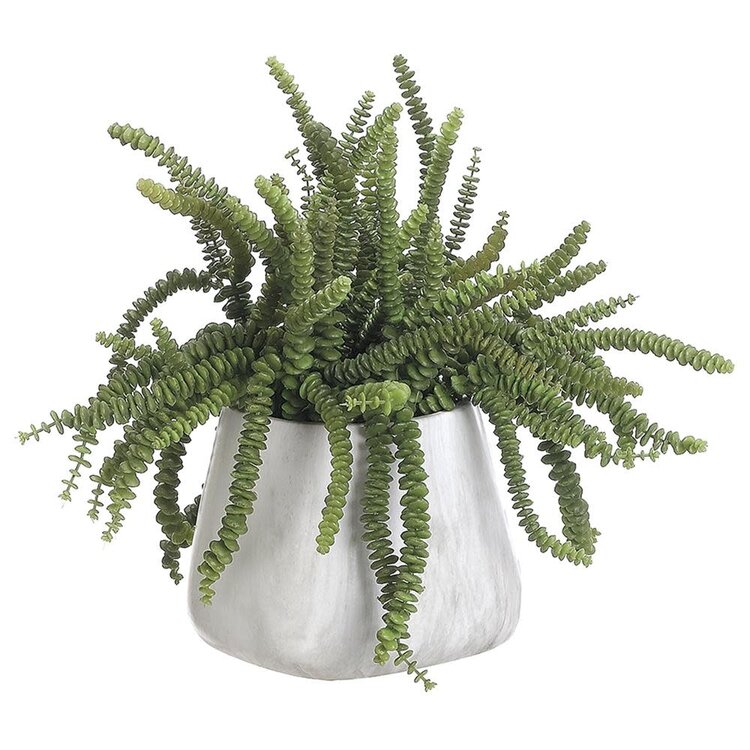 Money Succulent Terra Cotta Pot