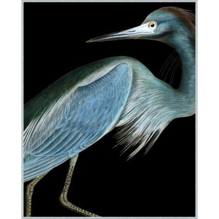 Stately Heron 1