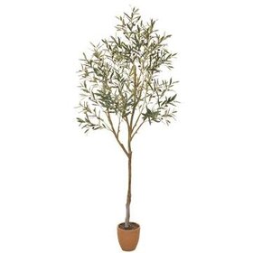 84" Olive Tree in Cement Pot