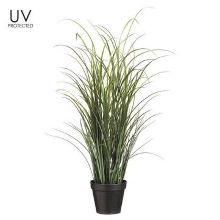 36" UV Protected Tall Grass in Pot
