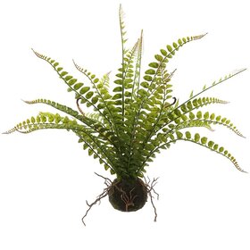 19" Fern w/ Soil