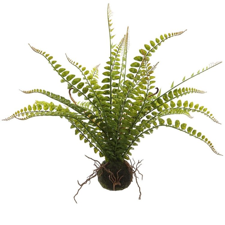 19" Fern w/ Soil