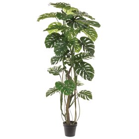 82.5" Monstera Tree in Plastic Pot