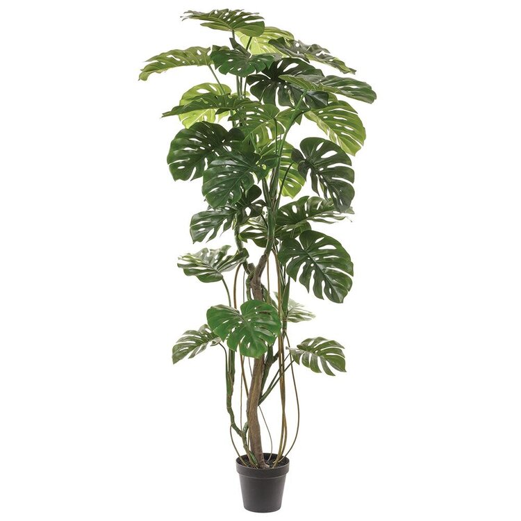 82.5" Monstera Tree in Plastic Pot