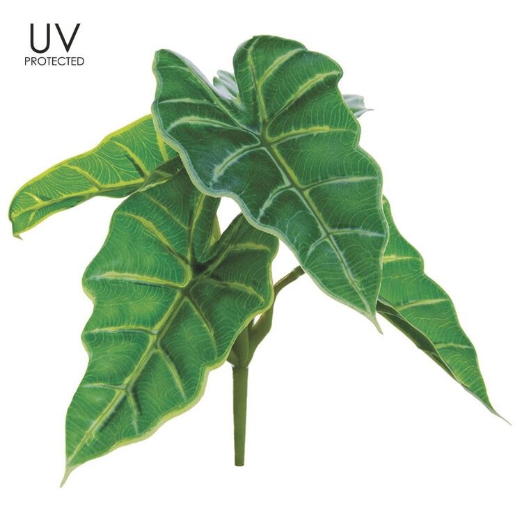 7.5" UV Protected Caladium Hortulanum Bush