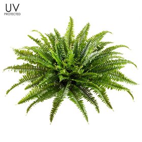 26" UV Protected Boston Fern Bush