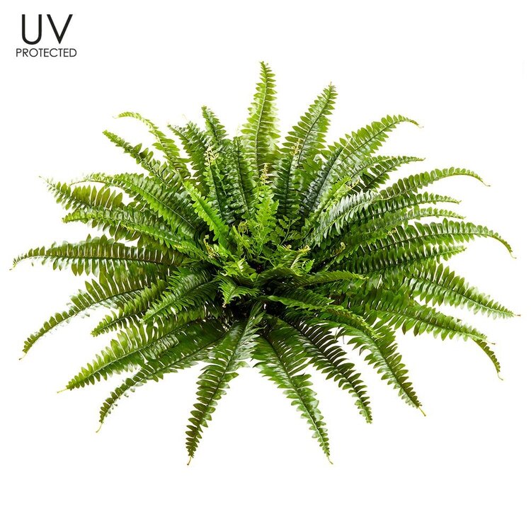 26" UV Protected Boston Fern Bush