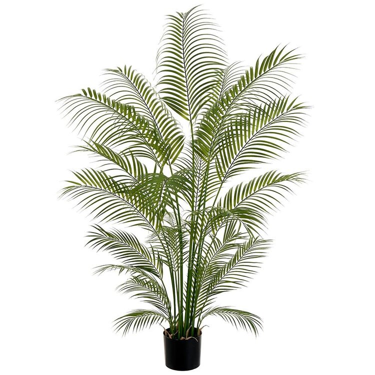 72" Areca Palm Tree in Plastic Pot