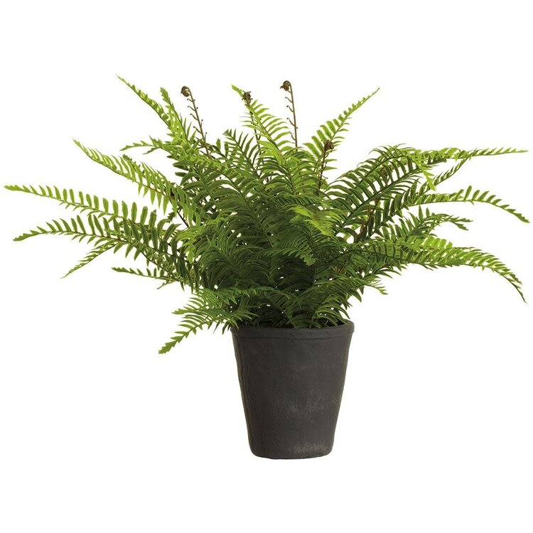 18.5" Soft PE Boston Fern Plant in Cement Pot