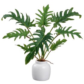 15" Selloum Philodendron in Ceramic Vase