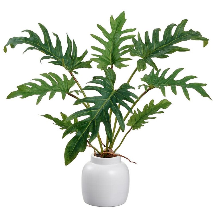 15" Selloum Philodendron in Ceramic Vase