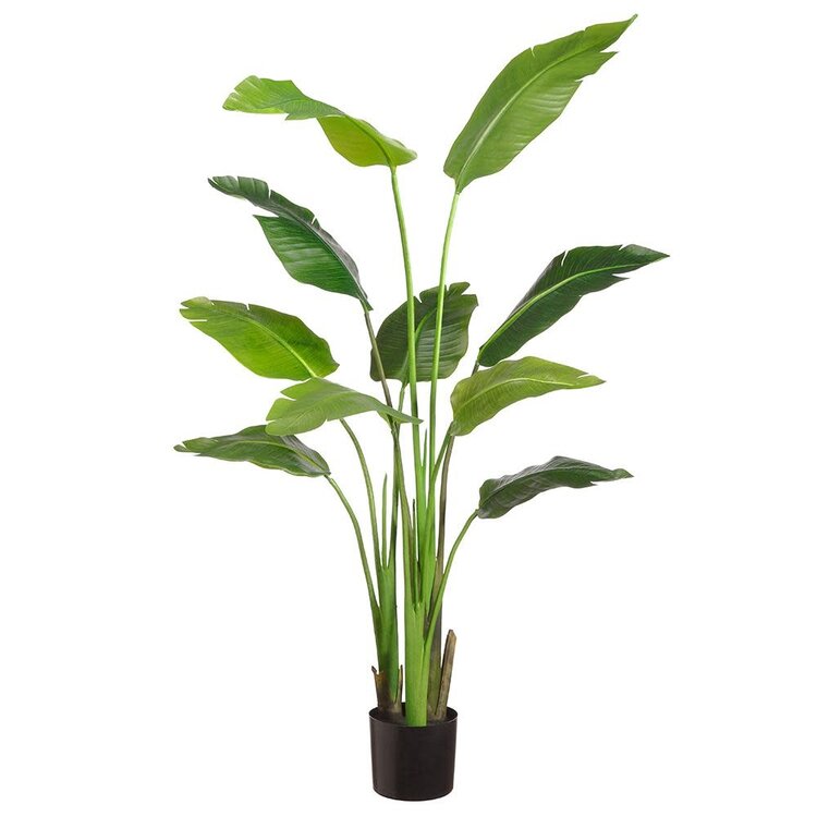 60" Traveller Palm Plant