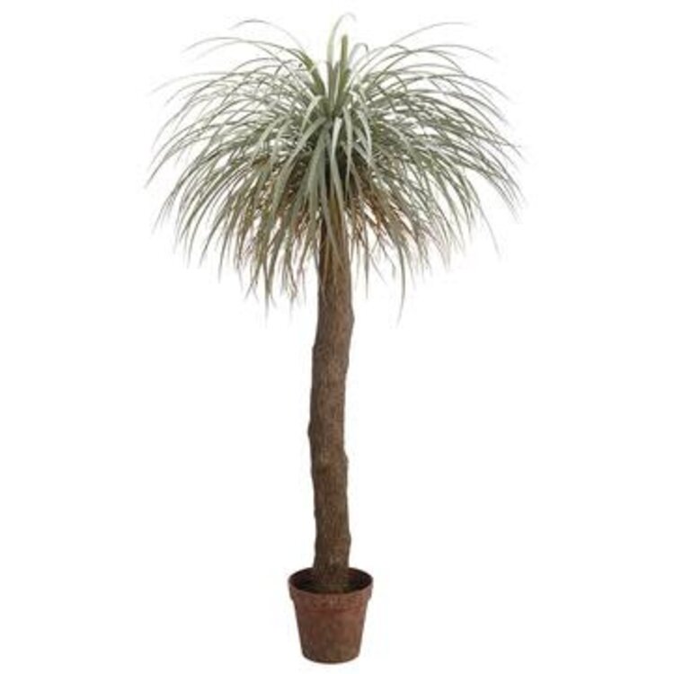 72'' Desert Palm Tree