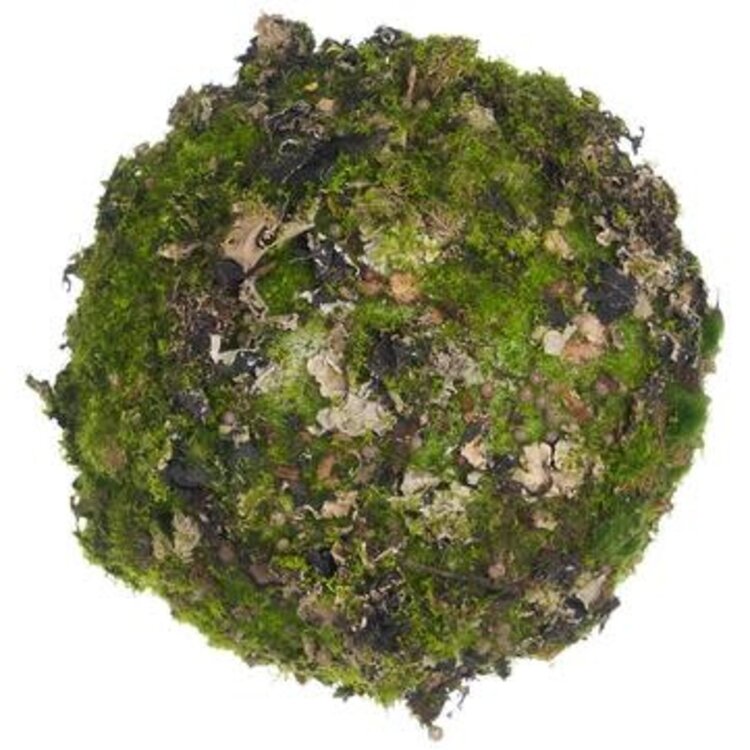6" Moss/Lichen Orb