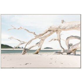 Driftwood Composition