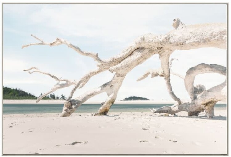 Driftwood Composition