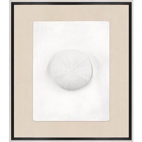 Sand Dollar