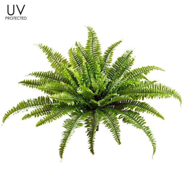 23" UV Protected Boston Fern Bush