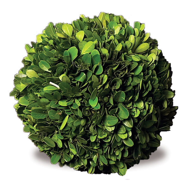 6" Boxwood Ball
