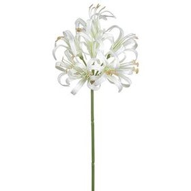 24" Nerine Lily Spray