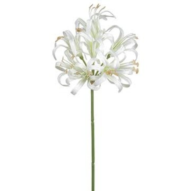 24" Nerine Lily Spray