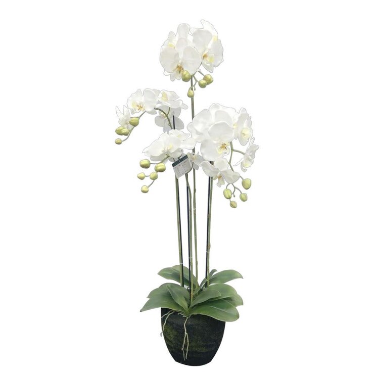 Jes & Gray 42" Phalaenopsis Orchid Drop-In (4 Stems/24 Flowers)