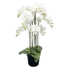 Jes & Gray 43" Phalaenopsis Orchid Drop-In (9 Stems/63 Flowers)