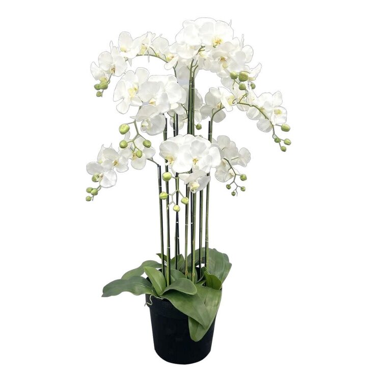 Jes & Gray 43" Phalaenopsis Orchid Drop-In (9 Stems/63 Flowers)