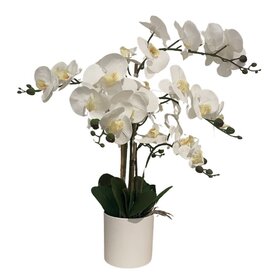 Jes & Gray 26" Phalaenopsis Orchid in White Resin Pot (6 Stems/40 Flowers)