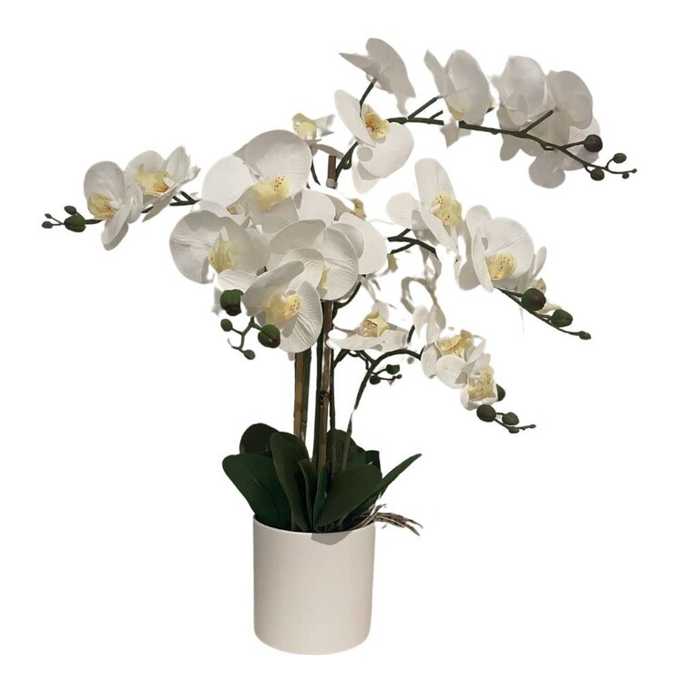 Jes & Gray 26" Phalaenopsis Orchid in White Resin Pot (6 Stems/40 Flowers)