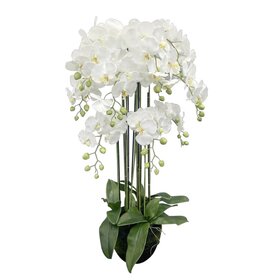 Jes & Gray 45" Phalaenopsis Orchid Drop-In (9 Stems/66 Flowers)