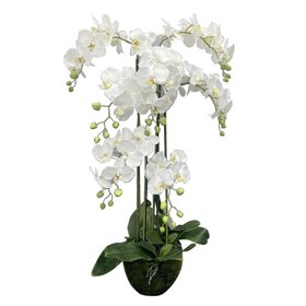 Jes & Gray 46" Phalaenopsis Orchid Drop-In (7 Stems/49 Flowers)