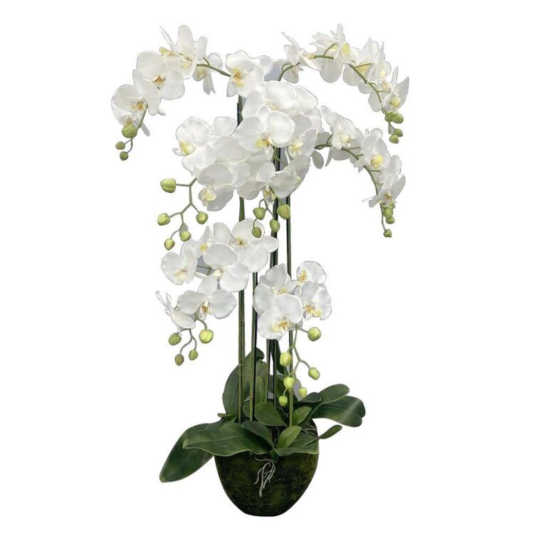 Jes & Gray 46" Phalaenopsis Orchid Drop-In (7 Stems/49 Flowers)