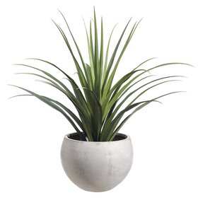 53" Dracaena in Fiber Cement Planter