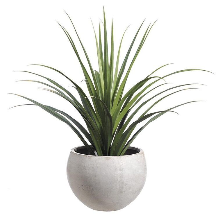 53" Dracaena in Fiber Cement Planter