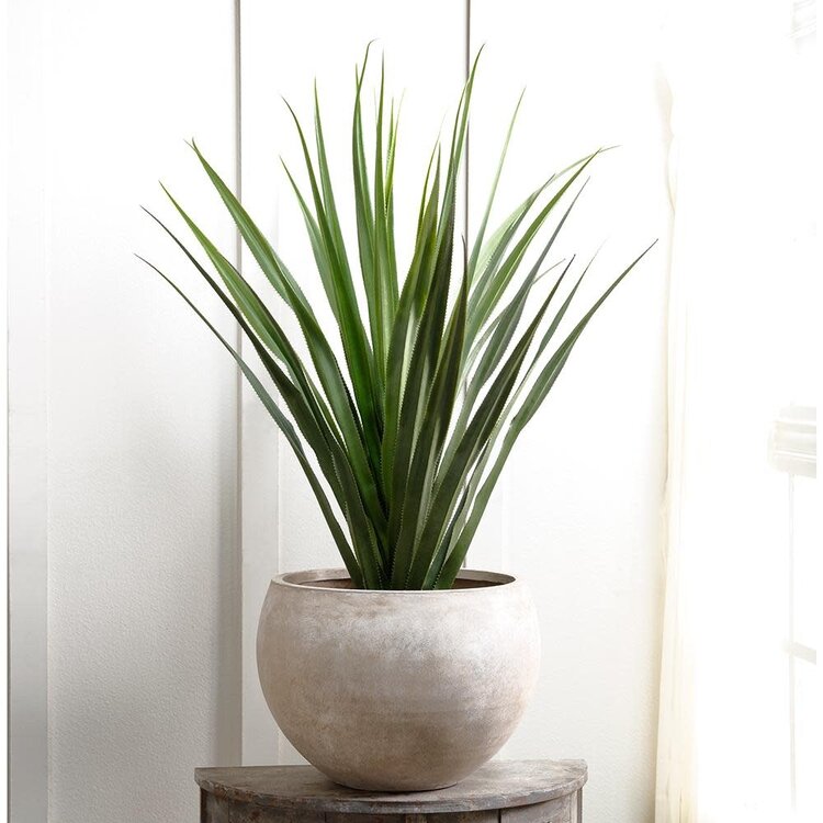 53" Dracaena in Fiber Cement Planter