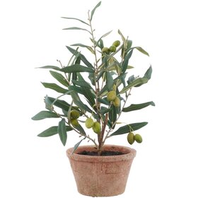 16" Olive Tree in Clay Pot